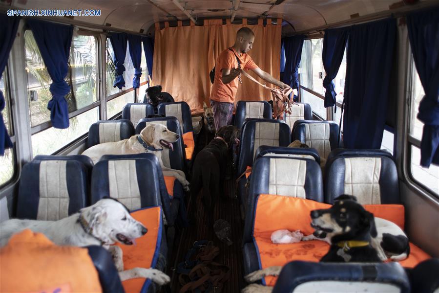 ARGENTINA-BUENOS AIRES-PASEO DE PERROS EN AUTOBUS