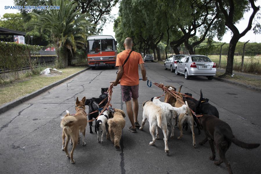 ARGENTINA-BUENOS AIRES-PASEO DE PERROS EN AUTOBUS