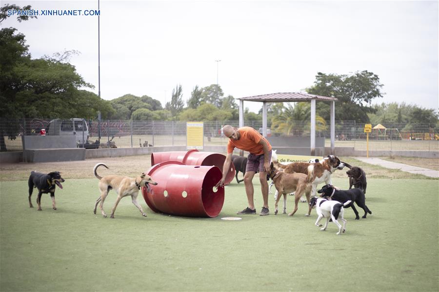 ARGENTINA-BUENOS AIRES-PASEO DE PERROS EN AUTOBUS