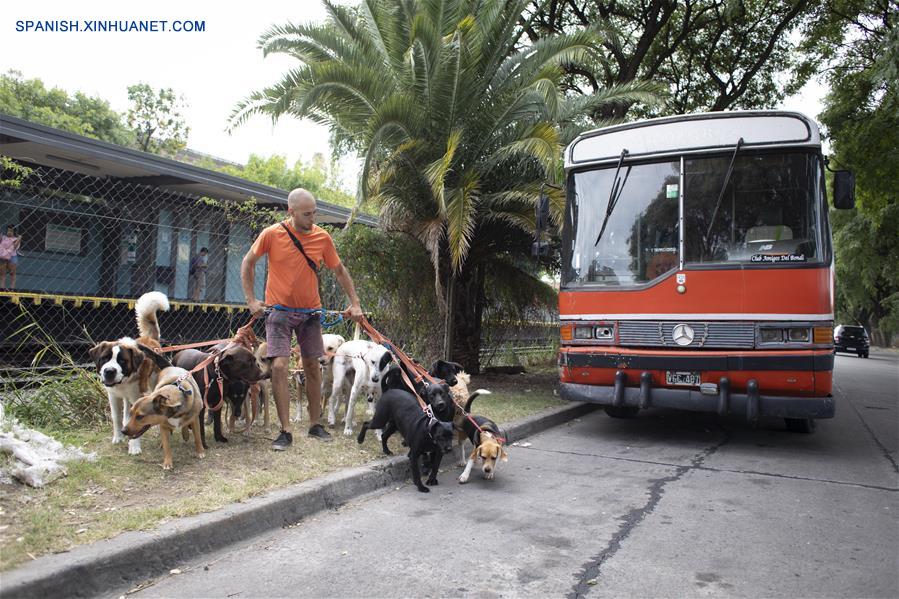 ARGENTINA-BUENOS AIRES-PASEO DE PERROS EN AUTOBUS