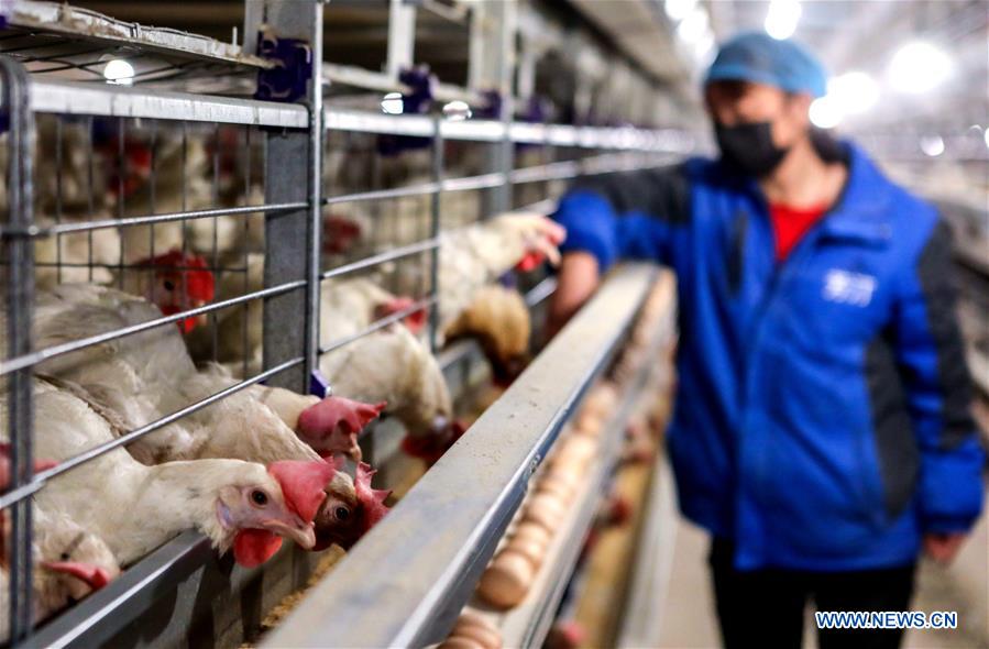 CHINA-HEBEI-GANADO Y AVES DE CORRAL-PRODUCCION