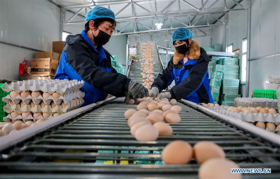 CHINA-HEBEI-GANADO Y AVES DE CORRAL-PRODUCCION