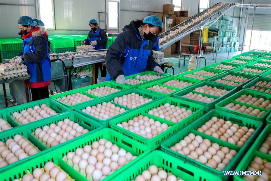 CHINA-HEBEI-GANADO Y AVES DE CORRAL-PRODUCCION