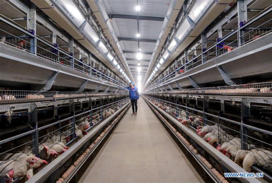 CHINA-HEBEI-GANADO Y AVES DE CORRAL-PRODUCCION