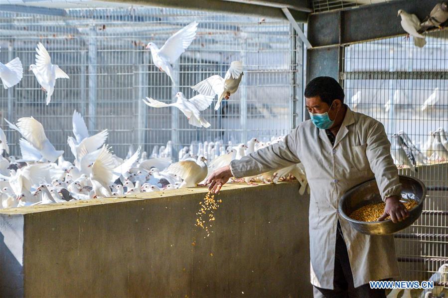 CHINA-HEBEI-GANADO Y AVES DE CORRAL-PRODUCCION