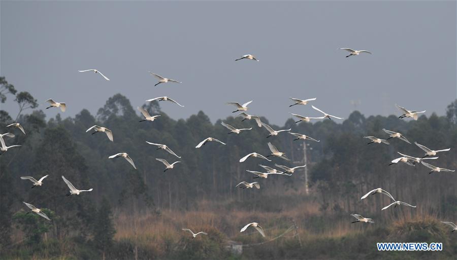 CHINA-HAINAN-LINGAO-GARCETAS