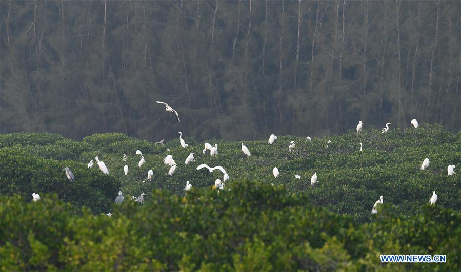 CHINA-HAINAN-LINGAO-GARCETAS