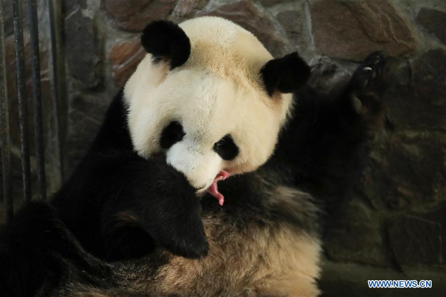 formato ropa coreano Nacen primeros cachorros de oso panda del mundo en 2020 |  Spanish.xinhuanet.com
