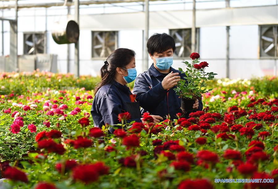 CHINA-SHANXI-TAIYUAN-FLORES-PRODUCCION 