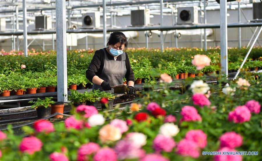 CHINA-SHANXI-TAIYUAN-FLORES-PRODUCCION 