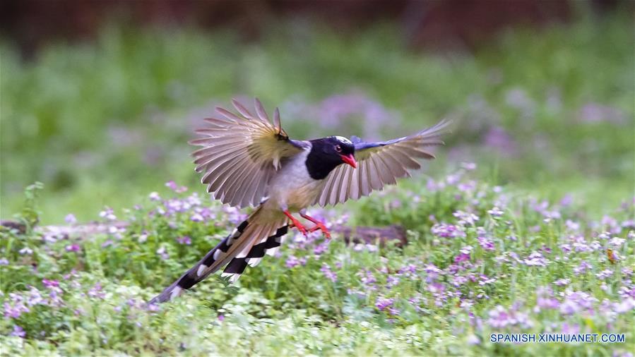 CHINA-FUJIAN-PRIMAVERA-AVES