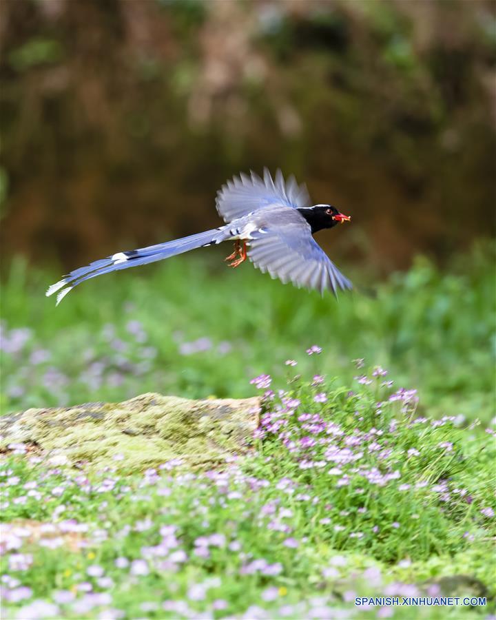 CHINA-FUJIAN-PRIMAVERA-AVES