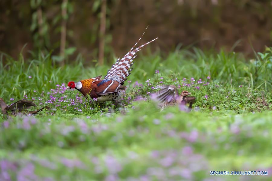 CHINA-FUJIAN-PRIMAVERA-AVES