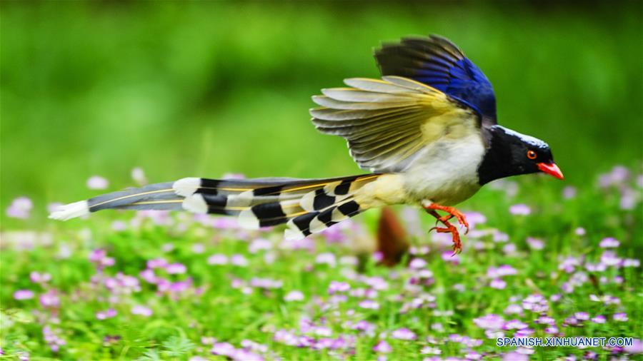 CHINA-FUJIAN-PRIMAVERA-AVES