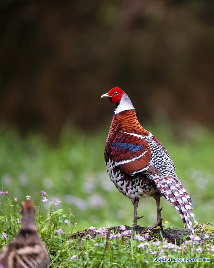 CHINA-FUJIAN-PRIMAVERA-AVES