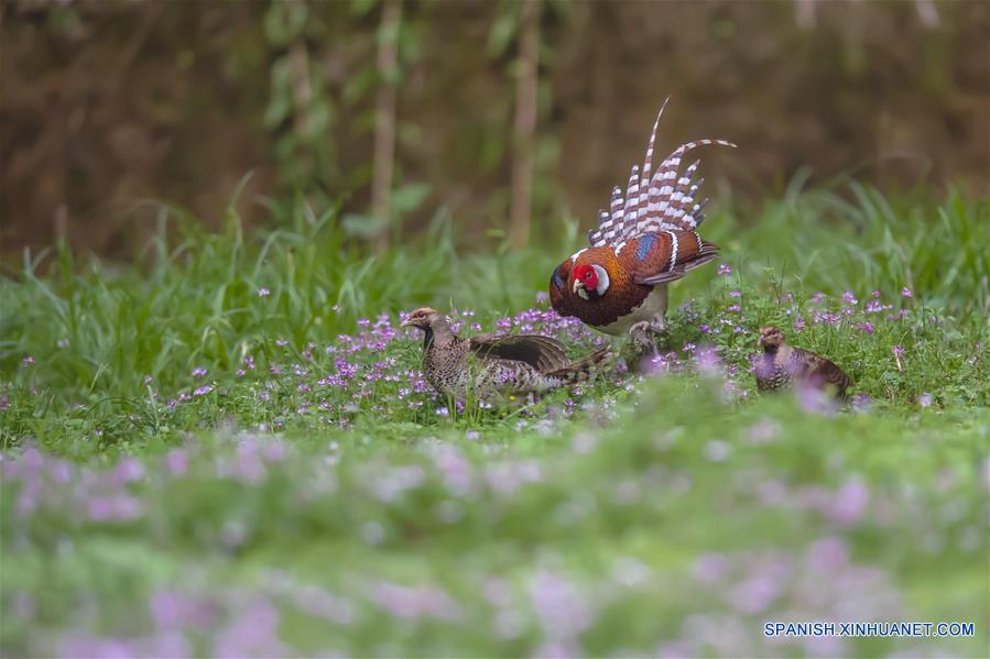 CHINA-FUJIAN-PRIMAVERA-AVES