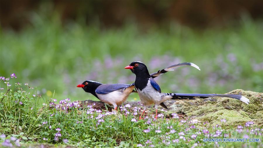 CHINA-FUJIAN-PRIMAVERA-AVES