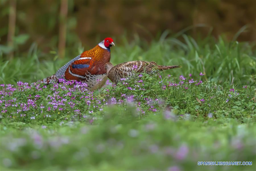 CHINA-FUJIAN-PRIMAVERA-AVES