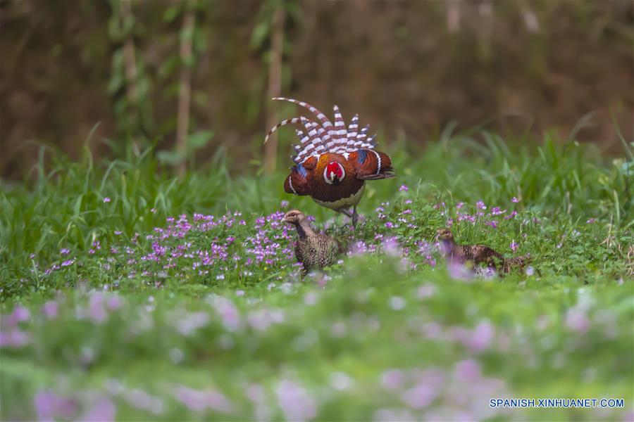 CHINA-FUJIAN-PRIMAVERA-AVES