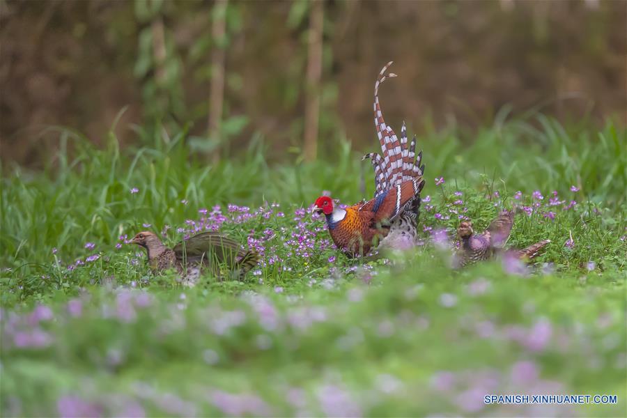 CHINA-FUJIAN-PRIMAVERA-AVES