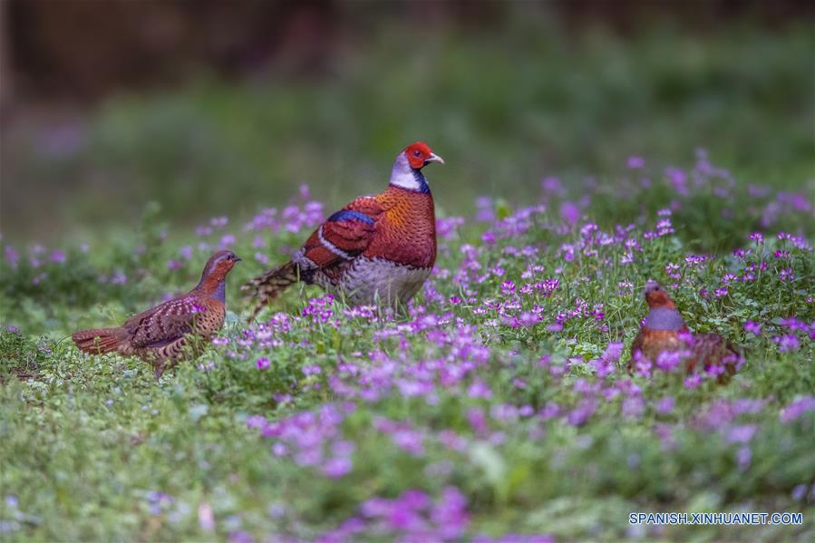 CHINA-FUJIAN-PRIMAVERA-AVES