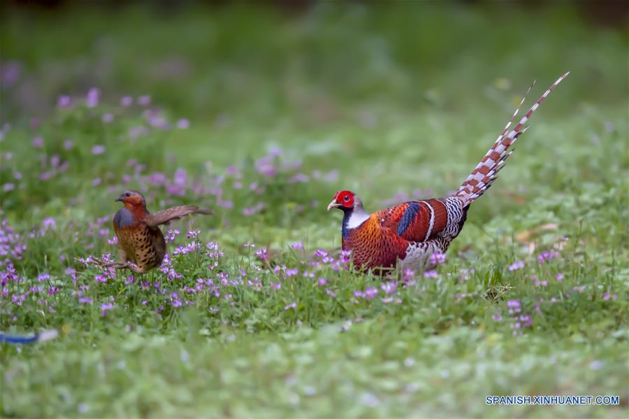 CHINA-FUJIAN-PRIMAVERA-AVES