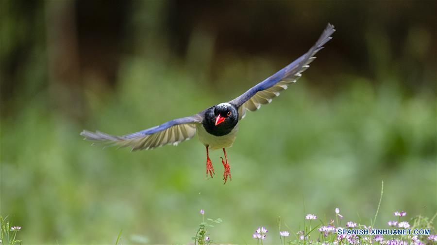 CHINA-FUJIAN-PRIMAVERA-AVES