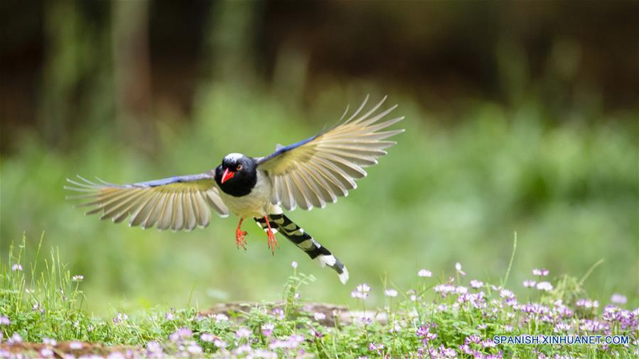 CHINA-FUJIAN-PRIMAVERA-AVES