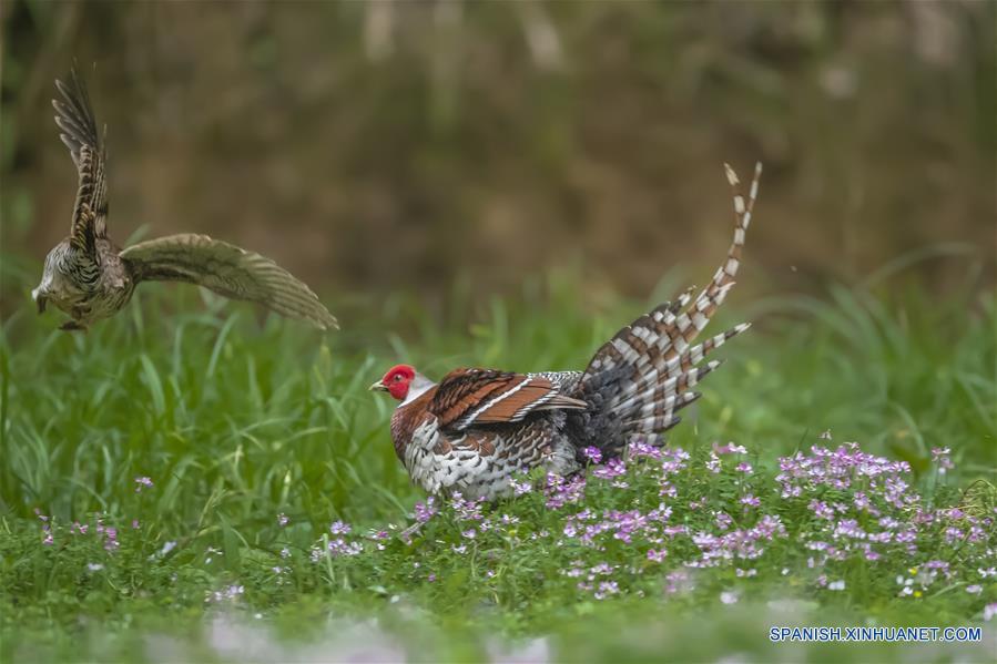 CHINA-FUJIAN-PRIMAVERA-AVES