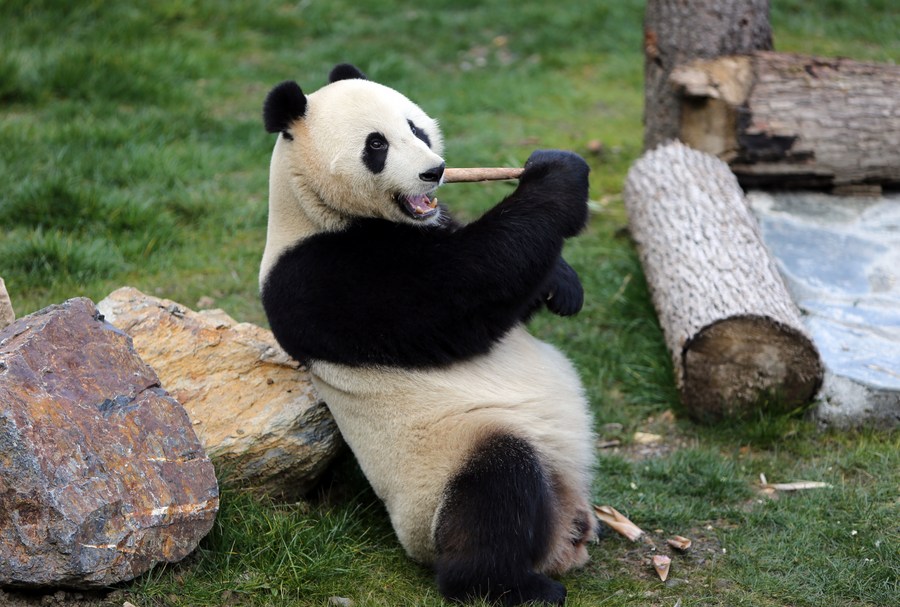 (Multimedia) Cuatro osos panda son presentados al público en suroeste