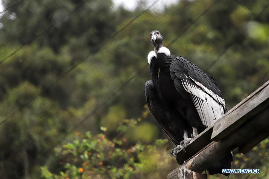 COLOMBIA-TOCANCIPA-COVID 19