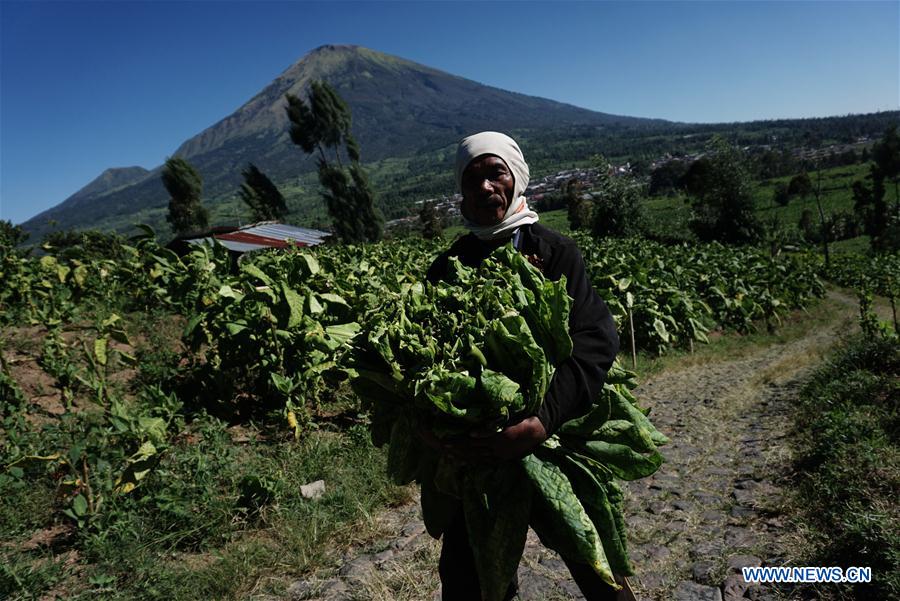INDONESIA-JAVA CENTRAL-TABACO-COSECHA
