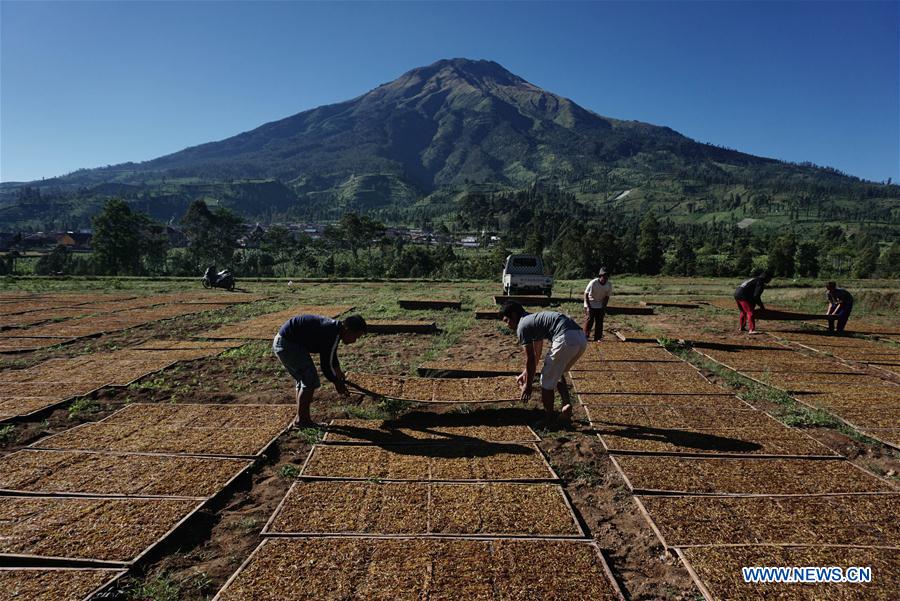 INDONESIA-JAVA CENTRAL-TABACO-COSECHA