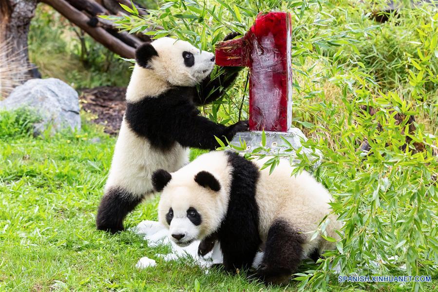 ALEMANIA-BERLIN-PANDAS GIGANTES GEMELOS-PRIMER CUMPLEAÑOS-CELEBRACION