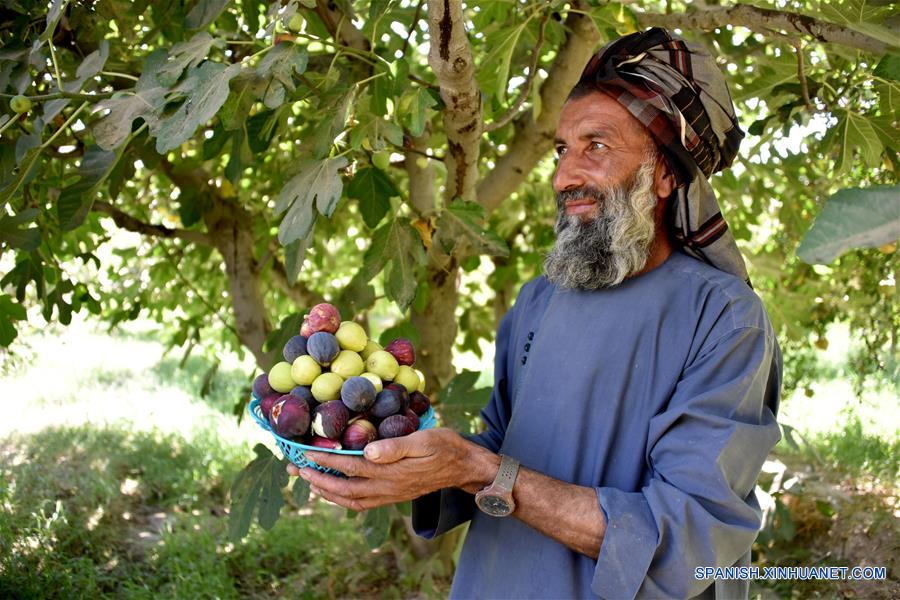 AFGANISTAN-KANDAHAR-COSECHA-HIGO