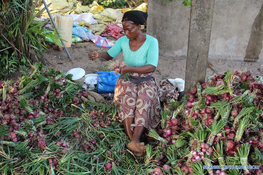BENIN-OUIDAH-COSECHA