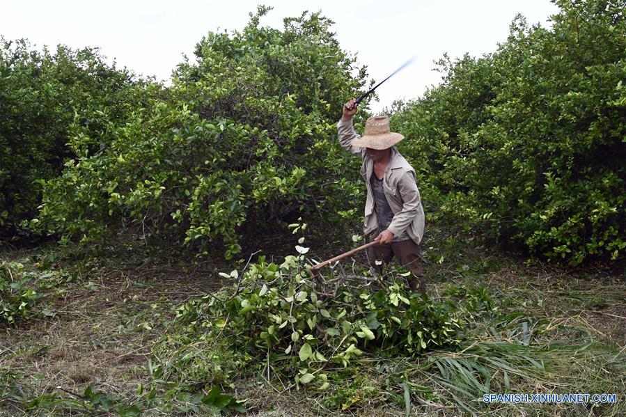 CUBA-MADRUGA-PRODUCTOR PRIVADO-EXPORTACION