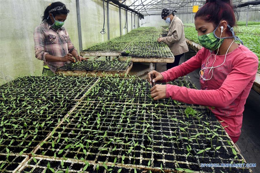 CUBA-MADRUGA-PRODUCTOR PRIVADO-EXPORTACION