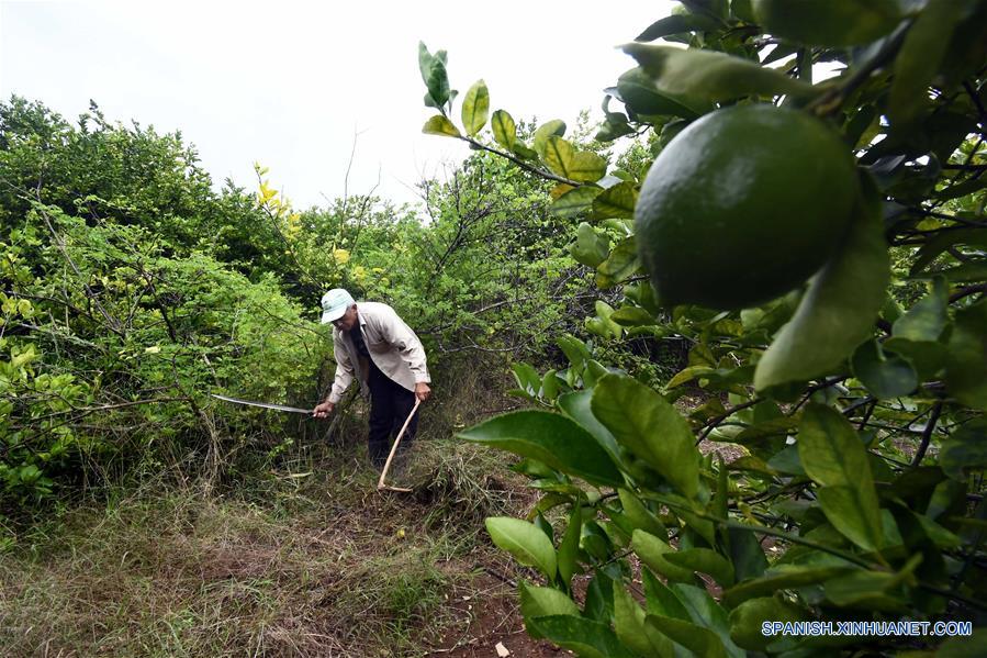 CUBA-MADRUGA-PRODUCTOR PRIVADO-EXPORTACION