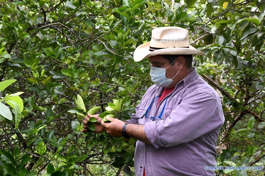 CUBA-MADRUGA-PRODUCTOR PRIVADO-EXPORTACION