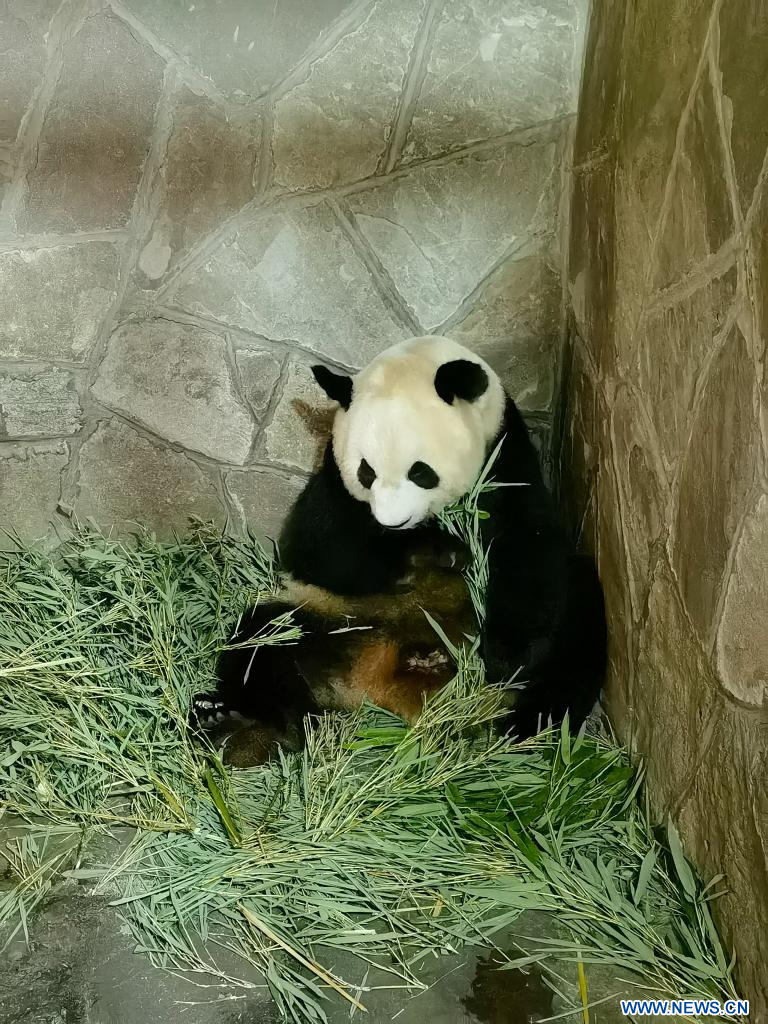 Las sorprendentes imágenes del parto de una hembra de oso panda gigante en  un centro de cría en China