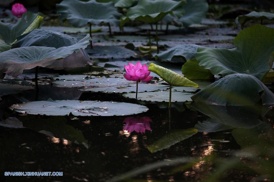 CHINA-JIANGSU-FLORES DE LOTO