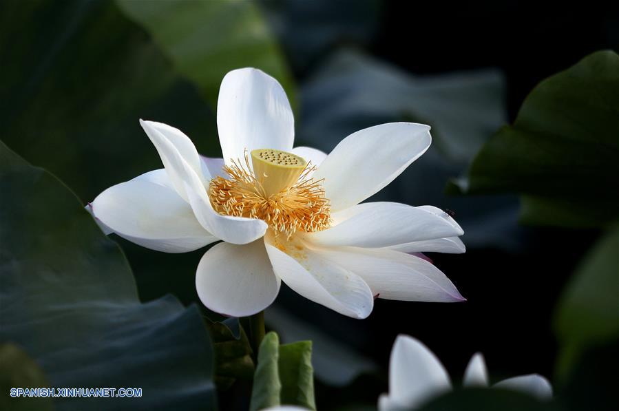 CHINA-JIANGSU-FLORES DE LOTO