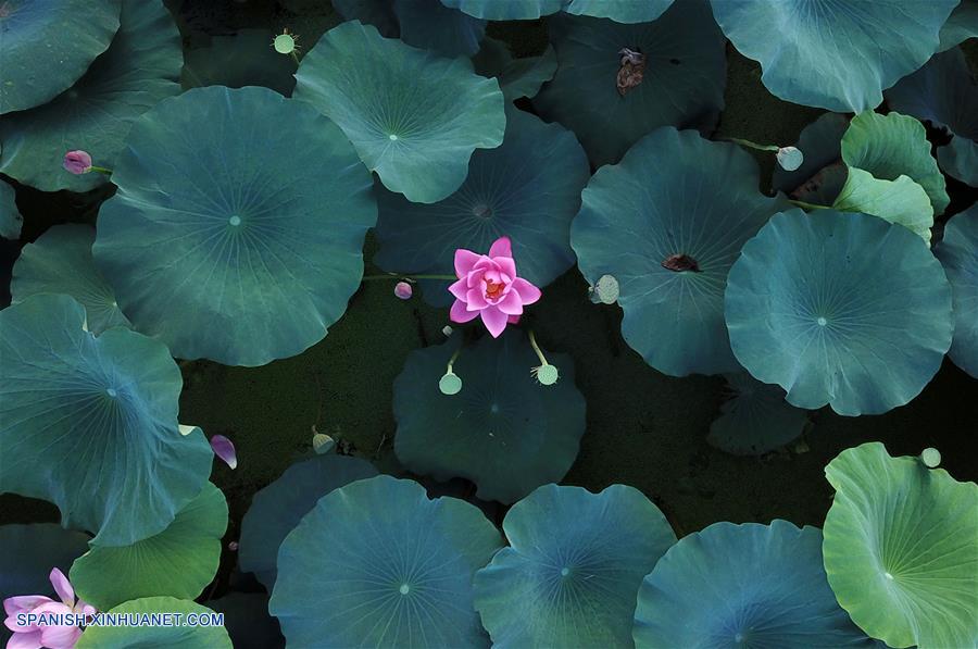 CHINA-JIANGSU-FLORES DE LOTO