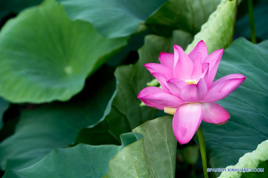 CHINA-HUBEI-LAGO HONGHU-PROTECCION-SERIE 