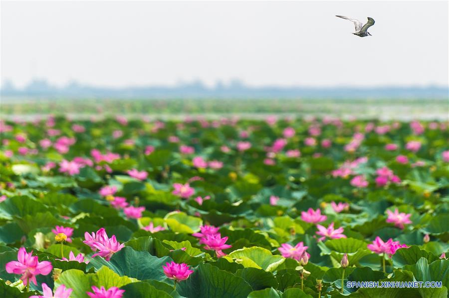 CHINA-HUBEI-LAGO HONGHU-PROTECCION-SERIE 