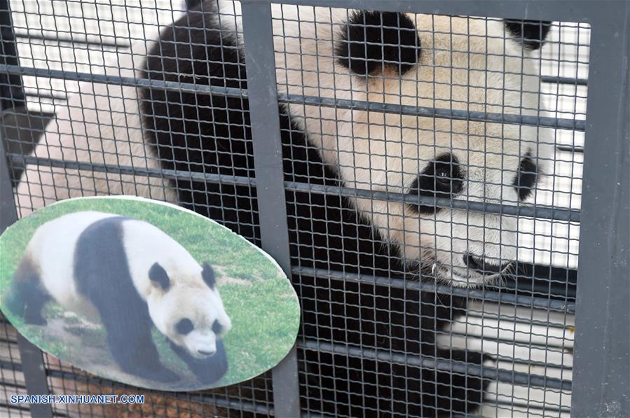 CHINA-CHANGCHUN-PANDAS GIGANTES-REGRESO