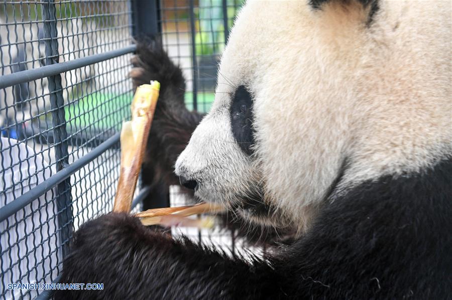 CHINA-CHANGCHUN-PANDAS GIGANTES-REGRESO
