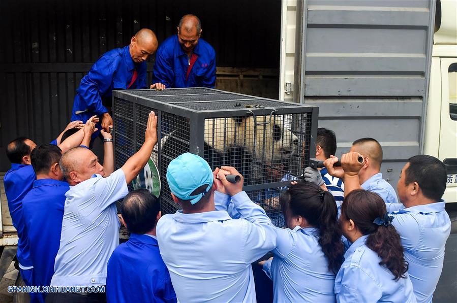 CHINA-CHANGCHUN-PANDAS GIGANTES-REGRESO