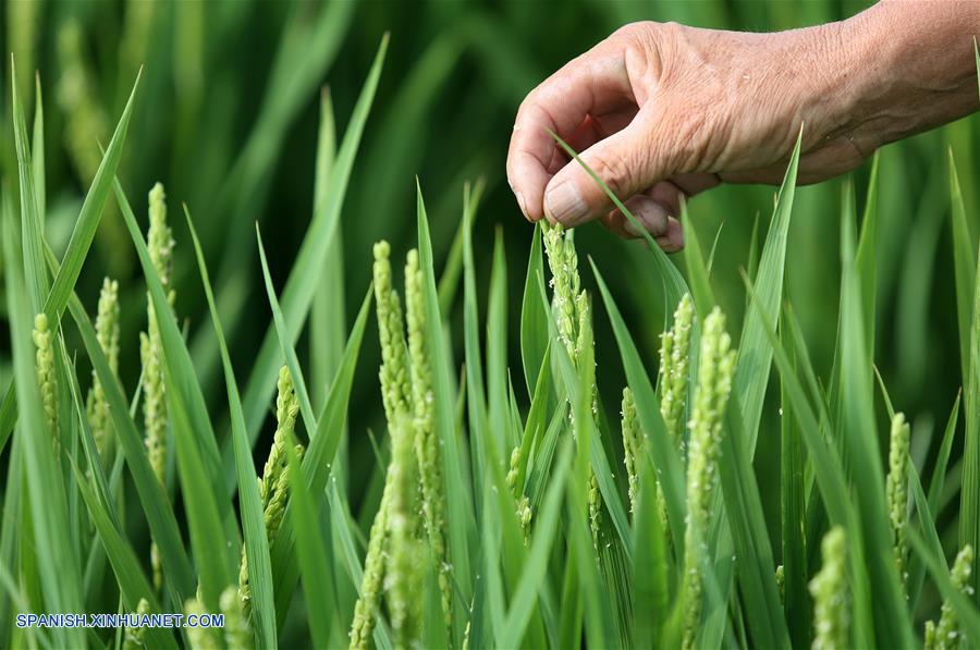 CHINA-SHANDONG-AGRICULTURA